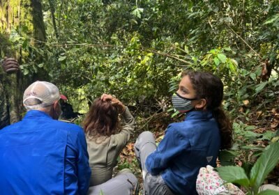 Where to See Gorillas in The African Wild?