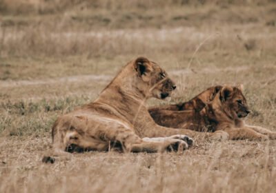 Tanzania Safari Holidays and Seasonal Travel Tips