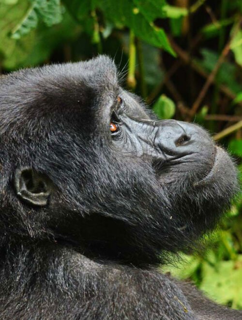 Luxury Gorilla Tracking Safari By Road – 4 Days