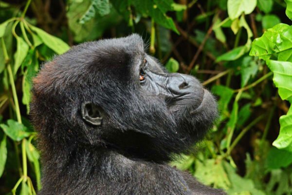 Luxury Gorilla Tracking Safari By Road – 4 Days