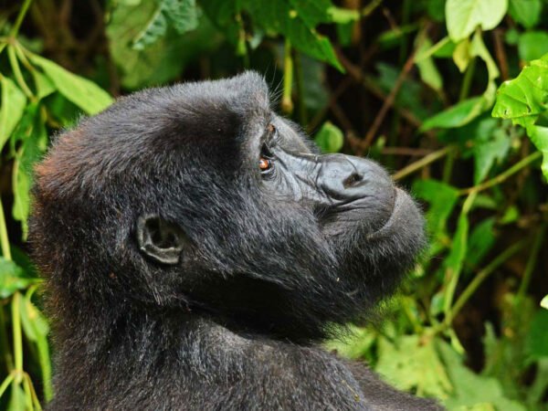 Luxury Gorilla Tracking Safari By Road – 4 Days