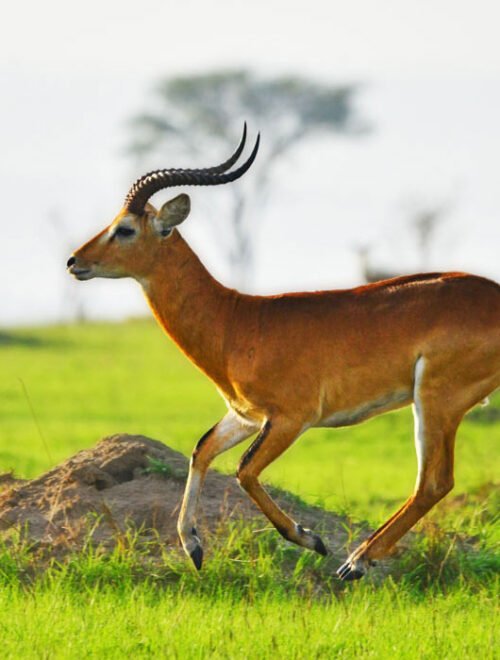 Uganda Wildlife Holiday – 8 Days