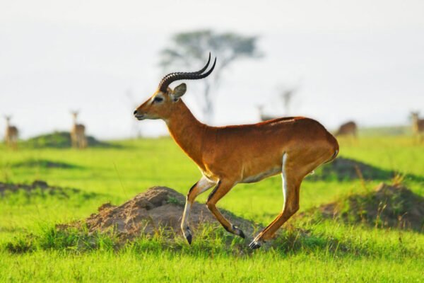 Uganda Wildlife Holiday – 8 Days