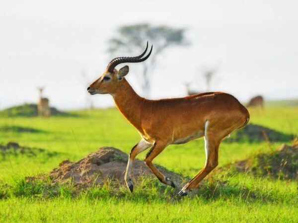 Uganda Wildlife Holiday – 8 Days